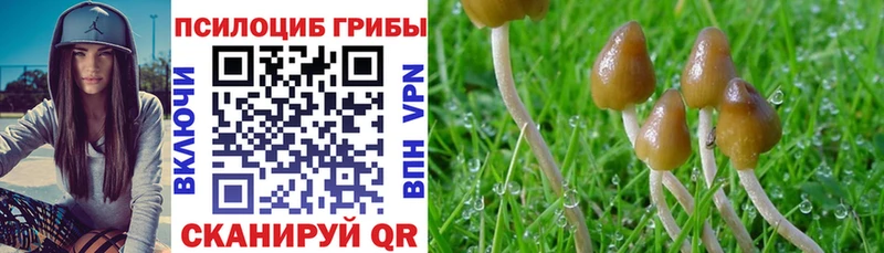 Псилоцибиновые грибы Cubensis Верхнеуральск
